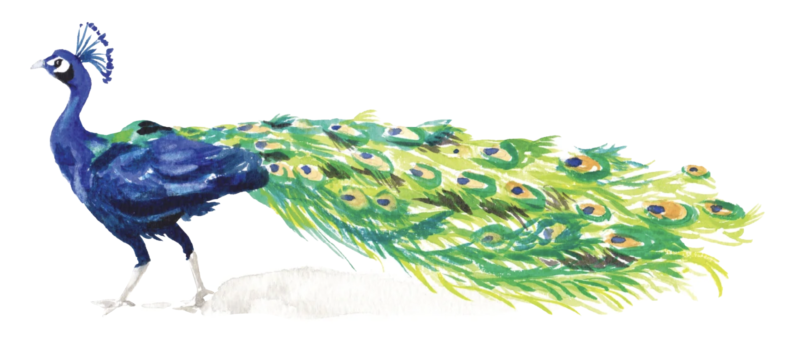 PavoReal